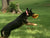 Ruff Dawg K9 Flyer Jr Dog Toy Assorted Colors
